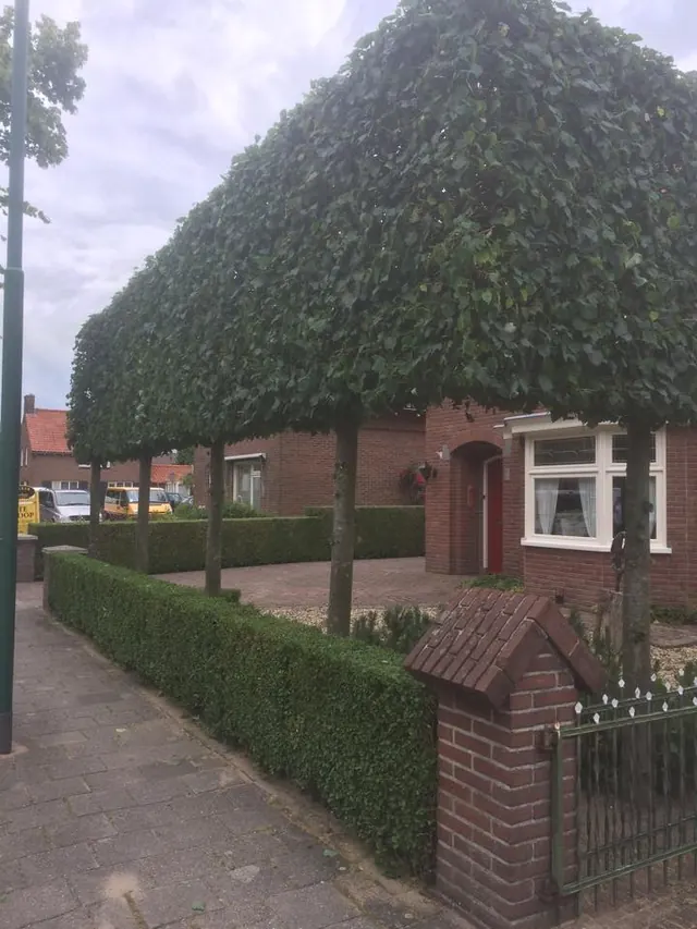 Leibomen voor een woning met haag en metselwerk